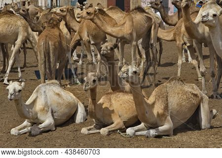 West Africa. Mauritania. One-humped Camels At The Metropolitan Camel Market, Where A Huge Number Of 