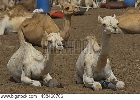 West Africa. Mauritania. One-humped Camels At The Metropolitan Camel Market, Where A Huge Number Of 