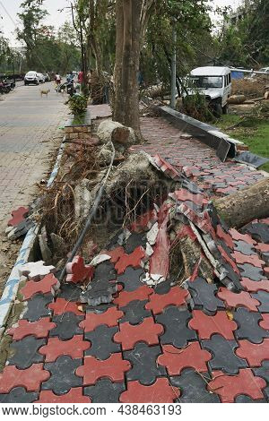 Howrah, West Bengal, India - 31st May 2020 : Super Cyclone Amphan Uprooted Tree And The Force Raised