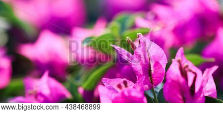 Pink Begonville Flowers In Sunny Day. Mediterranean Plants In The Garden. Floral Background