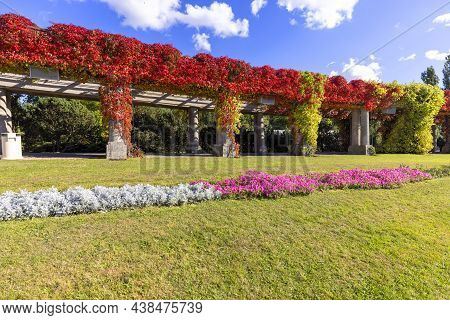 Pergola In Wroclaw On An Autumn Sunny Day, Colorful Leaves Of Virginia Creeper On A Background Of Bl