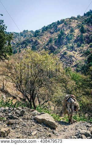 Pack mule is walking along a rugged trail in Hissar Valley in Tajikistan