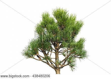 Pine Bonsai Tree Isolated On White Background. Ggreen Dwarf Pine Isolated On White Background. Everg