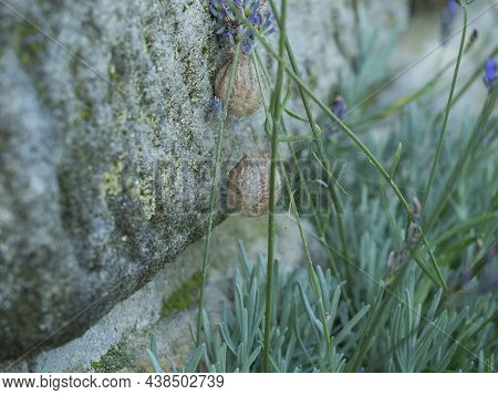 Two Egg Sac Of An Argiope Spider Black And Yellow Spider On Web On Levander Flower. Wasp Spider Coco