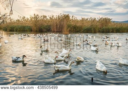 Flock of white geese swimming in Azmak creek in Akyaka slow city in Turkey