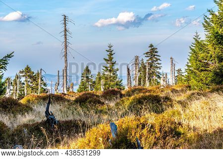 Live And Dry Spruce Trees In Peat With Dry Grass In Untouched Wild Nature