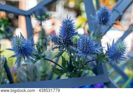 Close-up Of Eryngium Bourgatii Flower In An Exotic Bouquet With Flowers And Wooden Elements. Modern 
