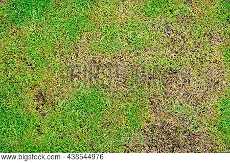 Green And Yellow Grass Texture The Lack Of Lawn Care And Maintenance Until The Damage Pests And Dise