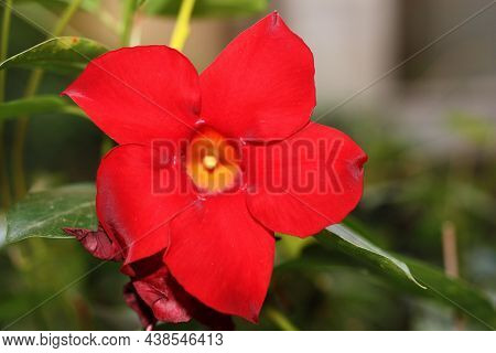 Extreme Macro Of Brazilian Jasmine (mandevilla Sanderi) Flower On Blurred Background