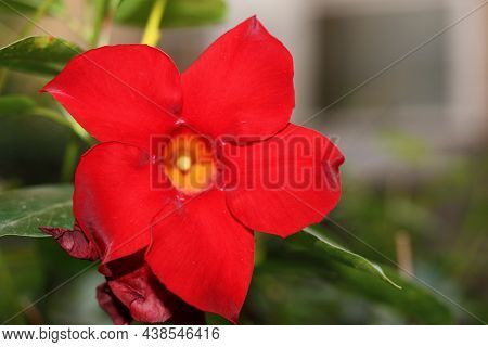Extreme Macro Of Brazilian Jasmine (mandevilla Sanderi) Flower On Blurred Background