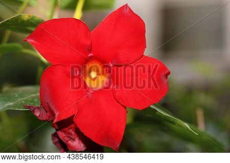 Extreme Macro Of Brazilian Jasmine (mandevilla Sanderi) Flower On Blurred Background