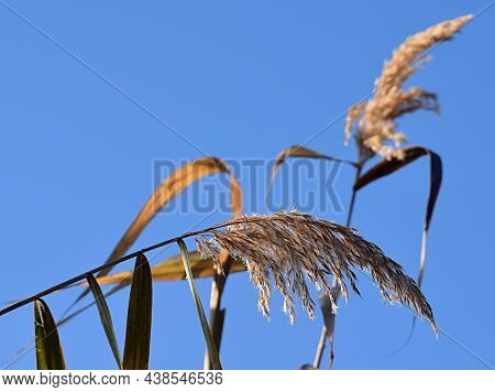 Dew Covered Reed Pan Against Blue Sky