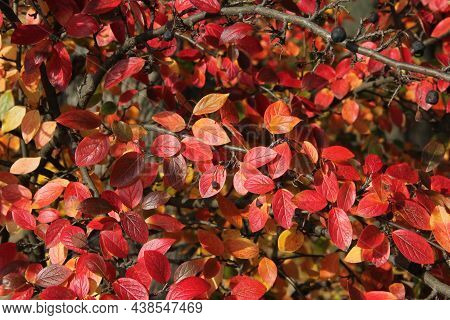 Branches Of Shiny Cotoneaster, Hedge Cotoneaster Colourful Leaves With Black Berries On A Sunny Octo