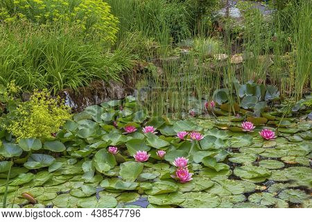Sangerhausen Flower Park In Germany. Daisies For Parks, Gardens, Flowerbeds, Borders, And Decoration