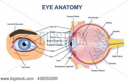 Eye Anatome Concept. Structure Of Human Body. Graphic Elements For Medical Websites. Study, Educatio