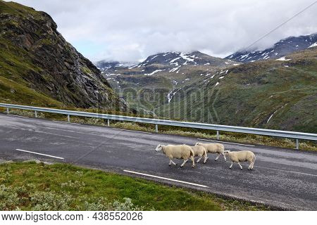 Sheep Crossing Road In Norway. Norwegian Nature - Jotunheimen Mountains Summer Landscape. Sognefjell
