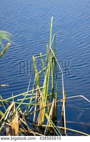 Broadleaf Cattail Close-up View With Rippled Blue Lake Behind