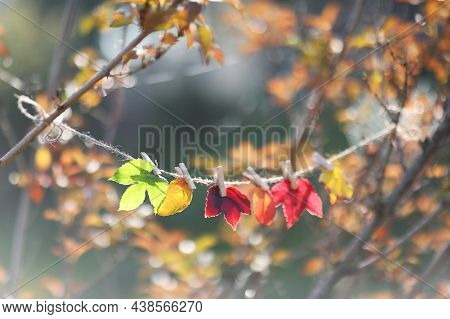 Different Color Autumn  Leaves In The Forest
