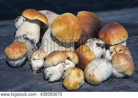 Forest Edible Mushrooms Close Up. Freshly Picked Boletus On Wooden Background. Ceps Boletus Edulis O