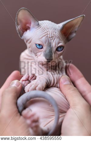 Breeder Female Of Cattery Carefully Holds Kitten Of Canadian Sphynx In Hands. Kitten With Blue Eyes,