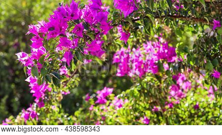 Pink Begonville Flowers In Sunny Day. Mediterranean Plants In The Garden. Floral Background