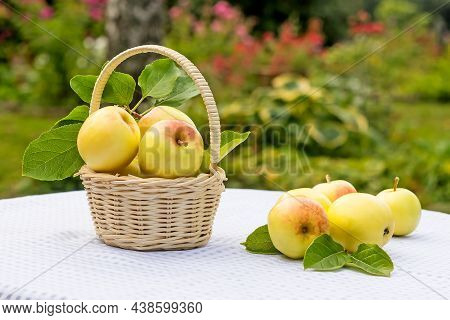 On The Garden Table, In A Small Wicker Basket, Lie Juicy, Sweet Mantet Apples, Freshly Harvested.