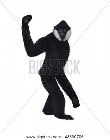 Samec bělolící Gibbon (Hylobates Concolor Leucogenys)