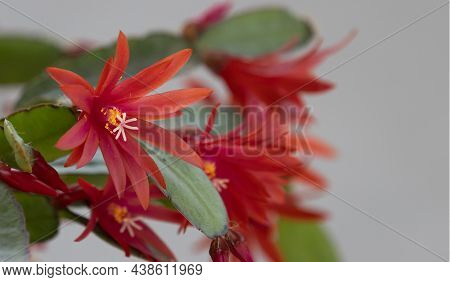 Ripsalidopsis Plant Blooms With Beautiful Red Flowers.
