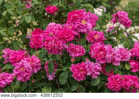 Rose Joyeux Anniversaire In The Rosarium Sangerhausen In Germany. Selected Sorts Of Exquisite Roses 