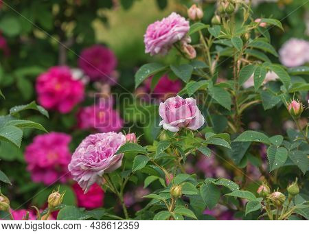 Rose Joyeux Anniversaire In The Rosarium Sangerhausen In Germany. Selected Sorts Of Exquisite Roses 