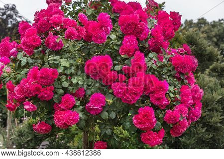 Rose Gallica Var. Conditorum Dieck Conditorum. Selected Sorts Of Exquisite Roses For Parks, Gardens,