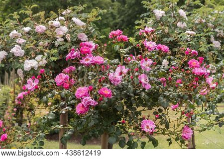 Rose Gallica Var. Conditorum Dieck Conditorum. Selected Sorts Of Exquisite Roses For Parks, Gardens,