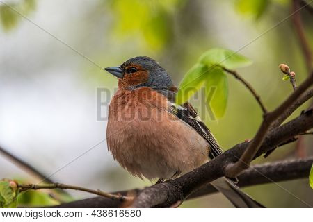 Common Chaffinch Sits On A Branch In Spring On Green Background. Beautiful Songbird Common Chaffinch
