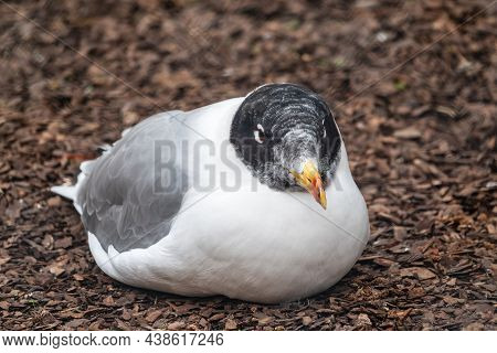 Pallas's Gull, Ichthyaetus Ichthyaetus, Also Known As The Great Black-headed Gull Sitting On The Nes