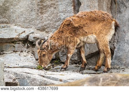 Mountain Goat Or East Caucasian Tur, Female, Latin Name Carpa Cylindricornis. It Is Critically Endan