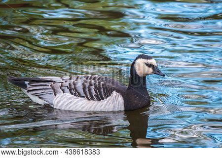 The Barnacle Goose, Lat. Branta Leucopsis, Swimming In Dark Water. Cute Beautiful Waterbird.