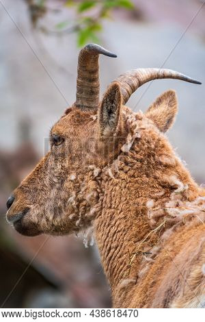 Mountain Goat Or East Caucasian Tur, Female, Latin Name Carpa Cylindricornis. It Is Critically Endan