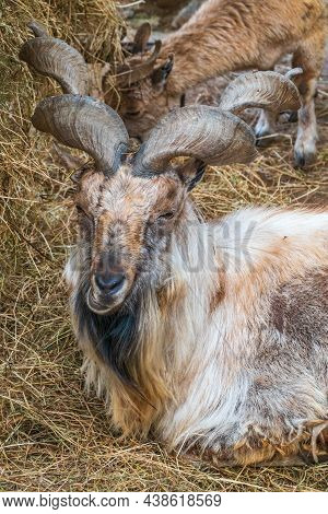 Close-up Portrait Of Markhor, Capra Falconeri, Wild Goat Native To Central Asia, Karakoram And The H