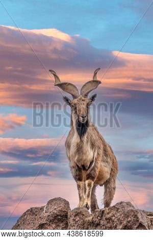 Markhor, Capra Falconeri, Wild Goat Native To Central Asia, Karakoram And The Himalayas Standing On