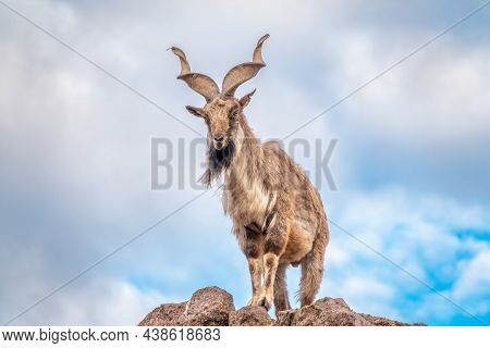 Markhor, Capra Falconeri, Wild Goat Native To Central Asia, Karakoram And The Himalayas Standing On