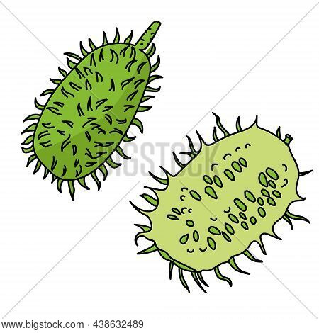 Anguria Cucumber, A Juicy Green Vegetable With Many Thorns Vector Illustration