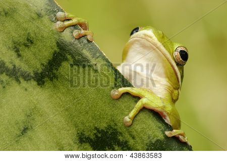Rosnička zelená (hyla Cinerea)