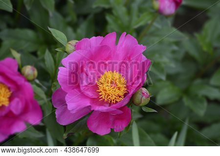 Pink Fragrant Peony Virgilius - Latin Name - Paeonia Lactiflora Virgilius