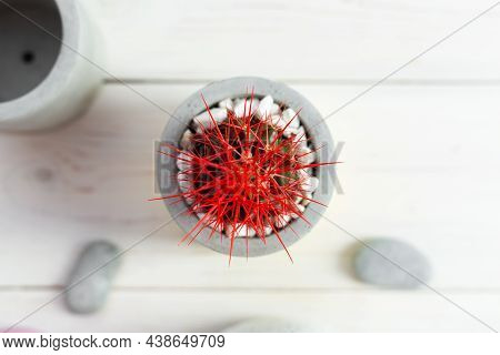 Cactus With Red Needles In A Concrete Pot On A Wood Background. Concrete Cache-pot. Fashion Trend In