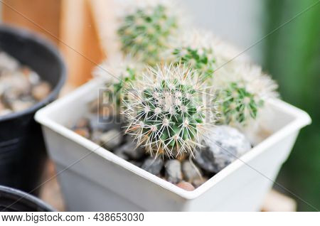 Cactus , Cactus Plant In The Pot Or  Echinopsis Calochlora Plant