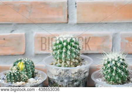 Cactus , Cactus Plant In The Pot Or  Echinopsis Calochlora Plant