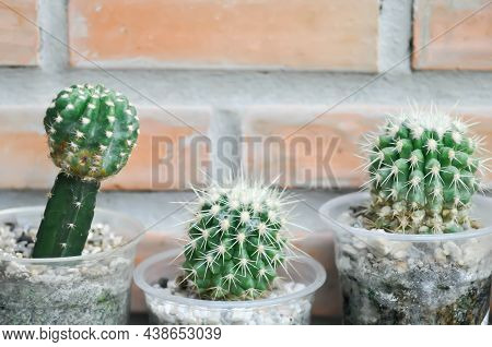 Cactus , Cactus Plant In The Pot Or  Echinopsis Calochlora Plant