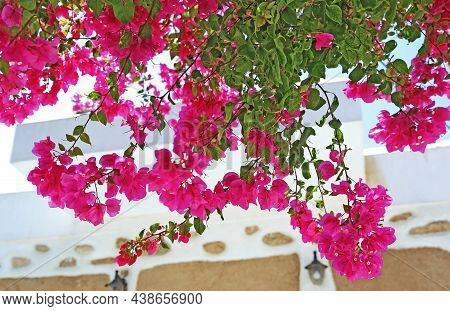 Blooming Pink Bougainvillea Flowers At Koufonisia Cyclades Greece