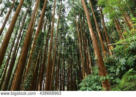 The Forest Of Grena, Sao Miguel Island, Azores. High Quality Photo