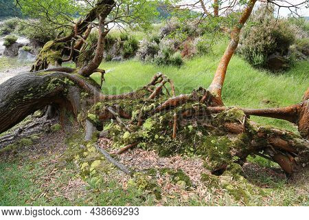 The Forest Of Grena, Sao Miguel Island, Azores. High Quality Photo